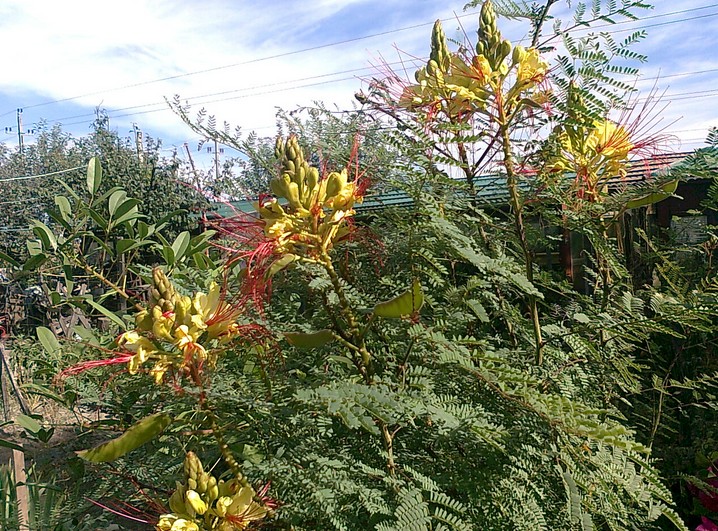 Caesalpinia Gilliesii seed